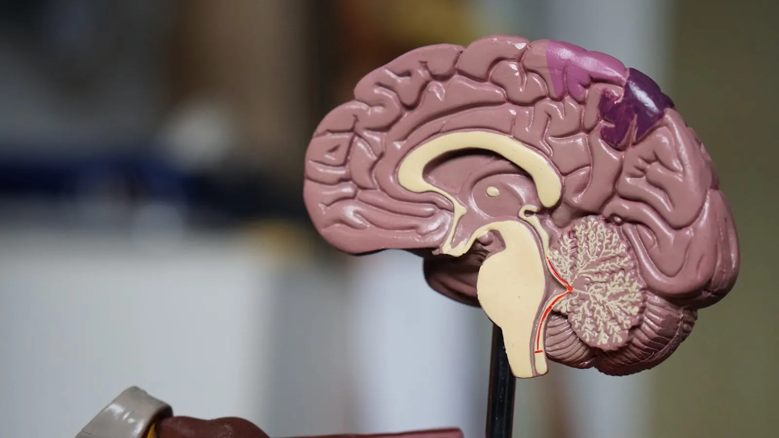 Two paths representing CBT and DBT therapy